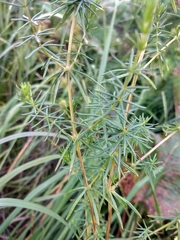 Galium × pomeranicum