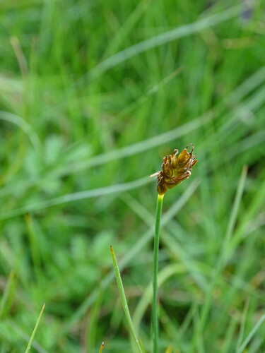 Image of Blysmus rufus by (c) Grzegorz Grzejszczak, some rights reserved (CC BY-SA)