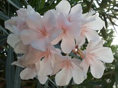 Nerium oleander