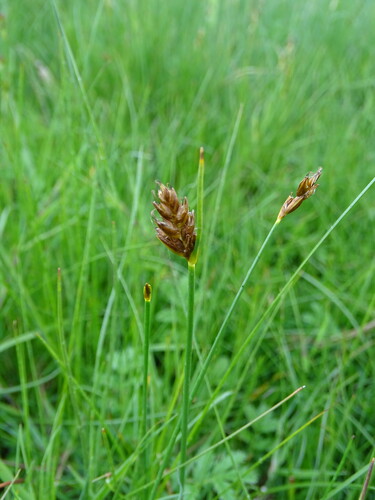 Image of Blysmus rufus by (c) Grzegorz Grzejszczak, some rights reserved (CC BY-SA)