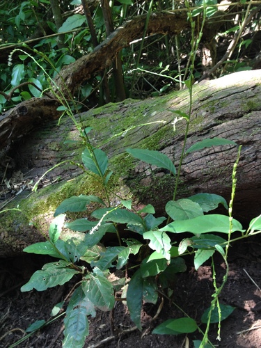 Petiveria alliacea