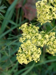 Galium × pomeranicum