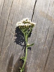 Achillea millefolium
