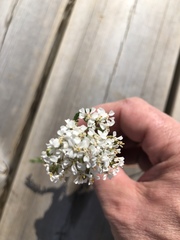 Achillea millefolium