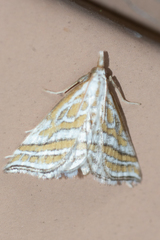 Leptosteges parthenialis