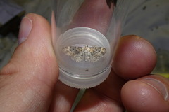 Eupithecia pulchellata