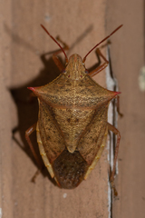 Euschistus ictericus