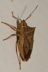 Euschistus ictericus