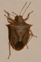 Euschistus ictericus