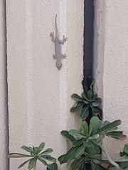 Hemidactylus flaviviridis