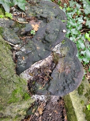 Polyporales