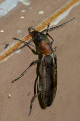 Oxycopis mimetica