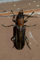 Oxycopis mimetica