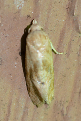 Cochylis