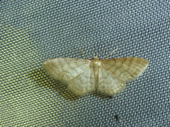 Idaea dilutaria