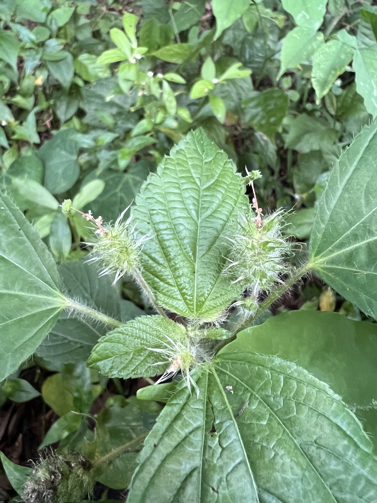 Acalypha arvensis