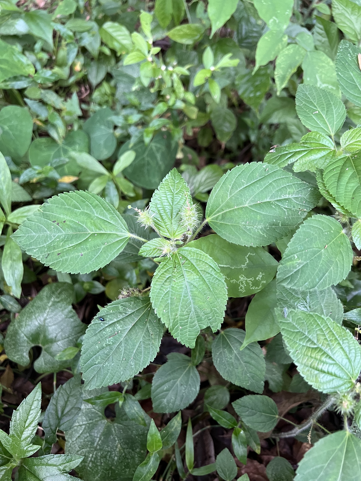 Acalypha arvensis 2
