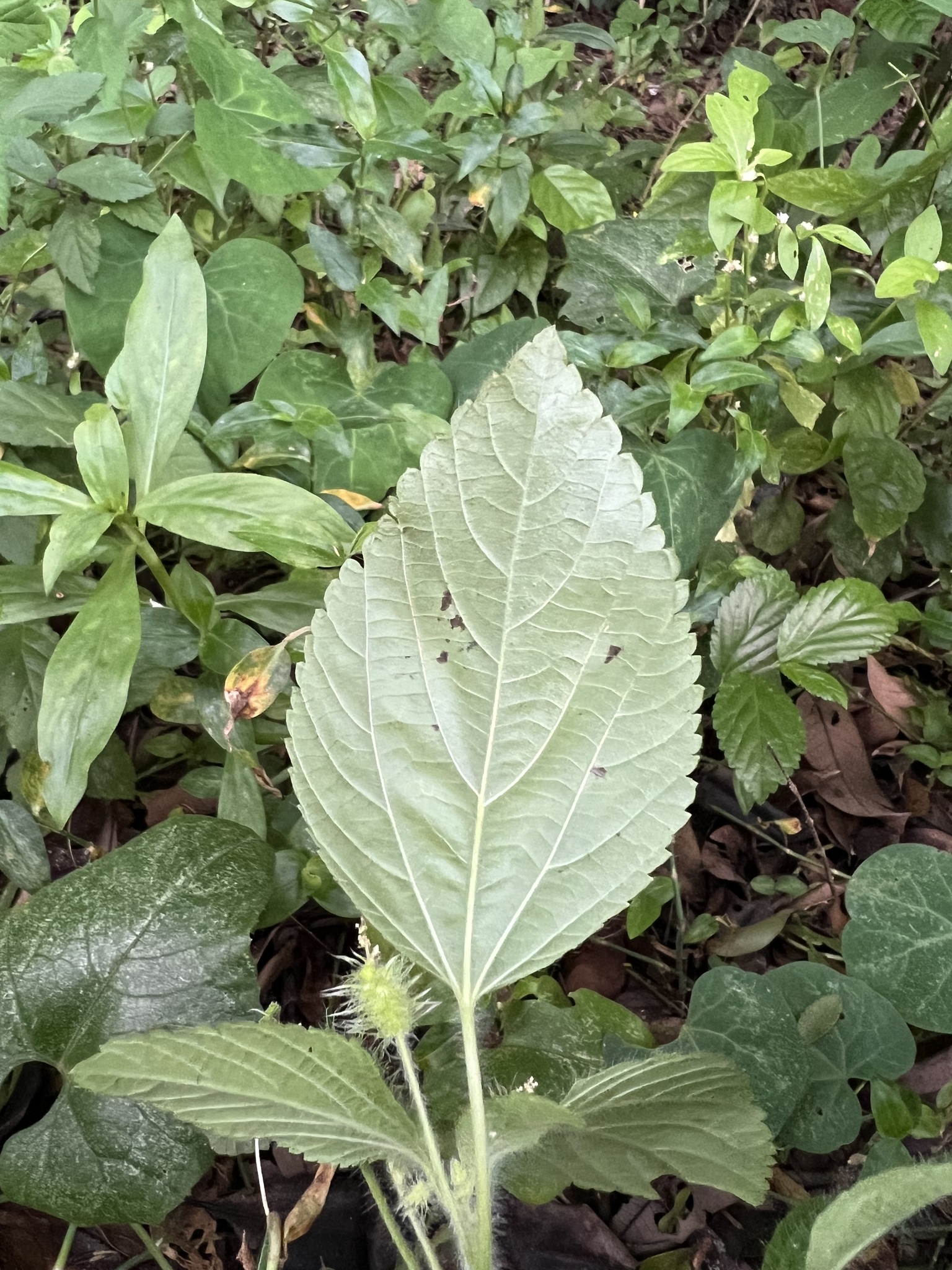 Acalypha arvensis 3