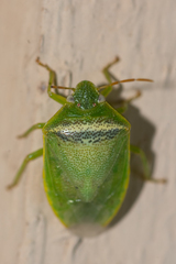 Piezodorus guildinii