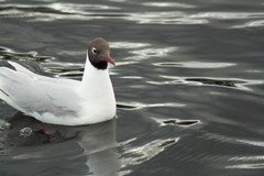 Chroicocephalus ridibundus