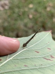 Homaledra octagonella
