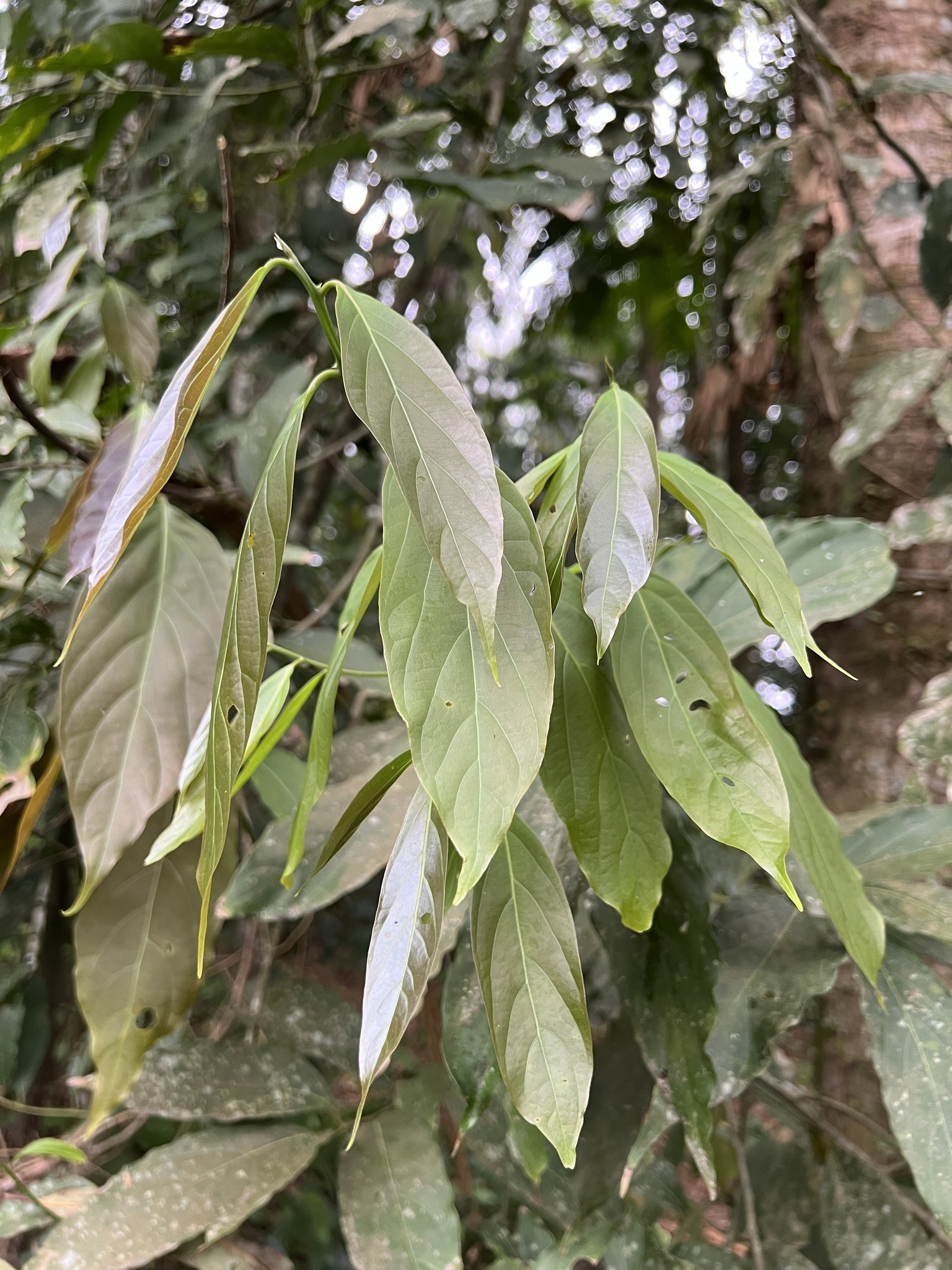 Imagem de Canela-preta