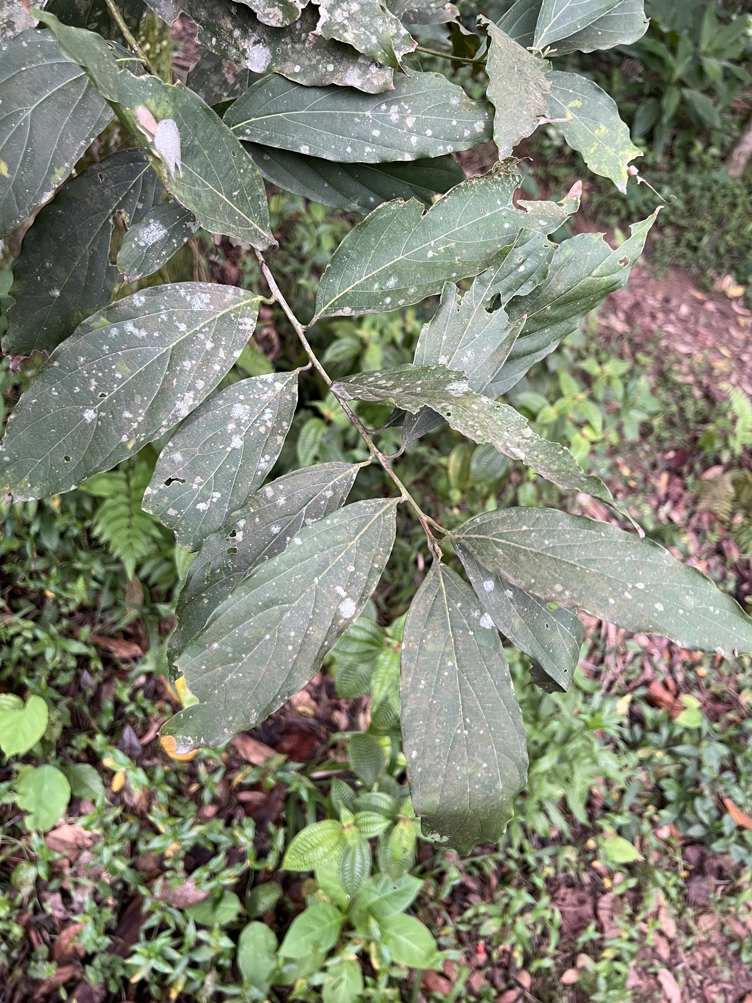 Imagem de Canela-preta