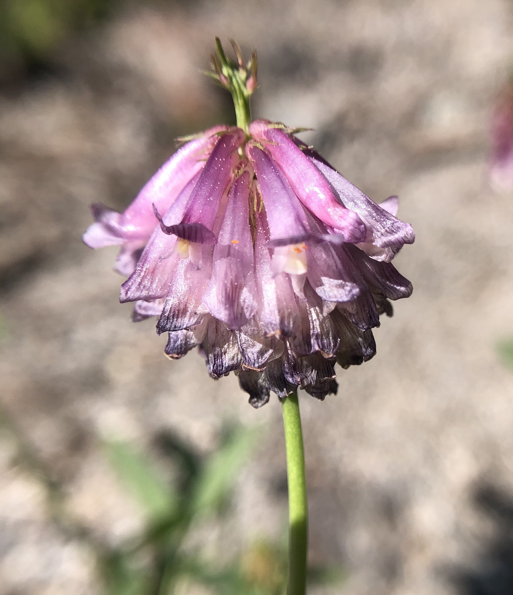 Trifolium productum