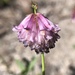 Trifolium productum - Photo (c) Cat Chang, algunos derechos reservados (CC BY-NC), subido por Cat Chang