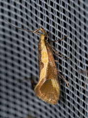 Harpella forficella