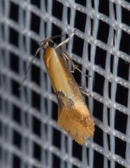 Batia lunaris