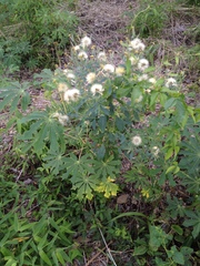 Porophyllum ruderale ruderale