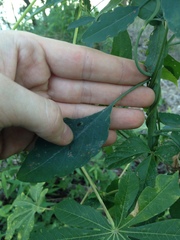 Porophyllum ruderale ruderale