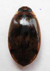 Dytiscinae