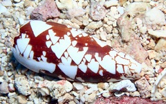 Conus aulicus image