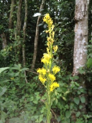 Solidago microglossa