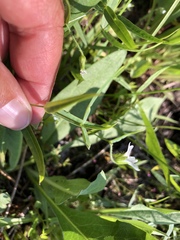 Pseudostellaria jamesiana
