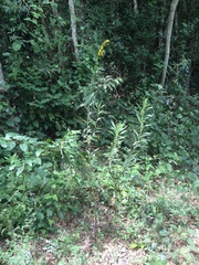 Solidago microglossa