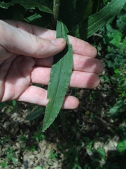 Solidago microglossa