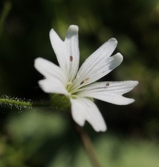 Pseudostellaria jamesiana