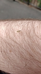 Campyloneura virgula