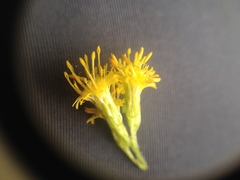 Solidago microglossa