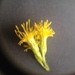 Solidago microglossa - Photo no rights reserved, uploaded by Étienne Lacroix-Carignan