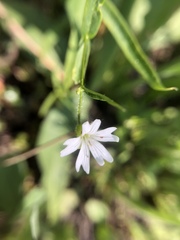 Pseudostellaria jamesiana