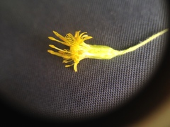 Solidago microglossa