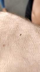 Campyloneura virgula