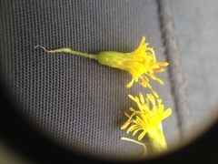 Solidago microglossa