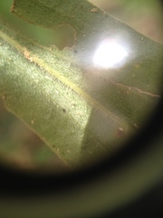 Solidago microglossa