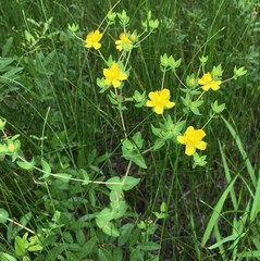 Hypericum myrtifolium