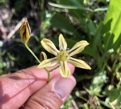 Triteleia dudleyi